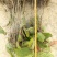 当年珙桐小苗中华鸽子树夏禹林基地直销鸽子花