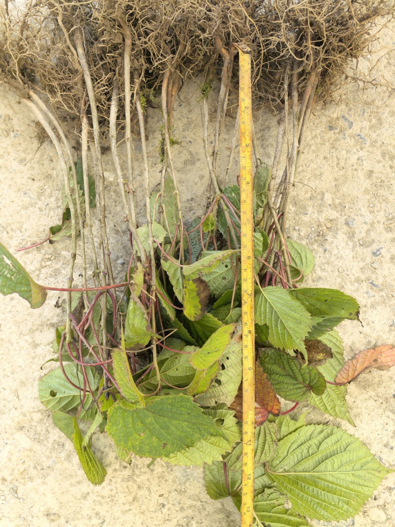 当年珙桐小苗中华鸽子树夏禹林基地直销鸽子花