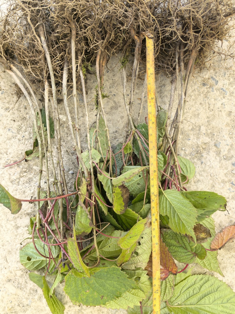 当年珙桐小苗中华鸽子树夏禹林基地直销鸽子花