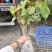 当年珙桐小苗中华鸽子树夏禹林基地直销鸽子花