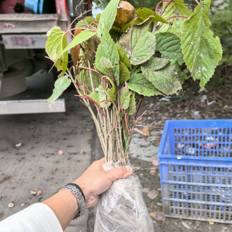 当年珙桐小苗中华鸽子树夏禹林基地直销鸽子花