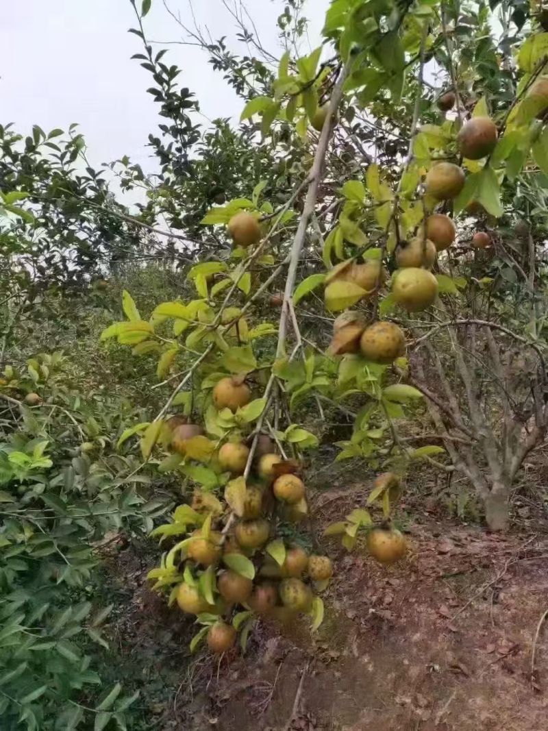 正宗高山茶油，假一赔十