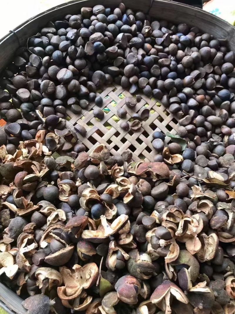 正宗高山茶油，假一赔十
