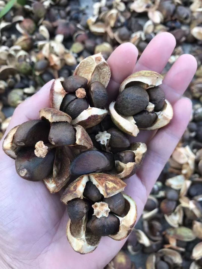 正宗高山茶油，假一赔十