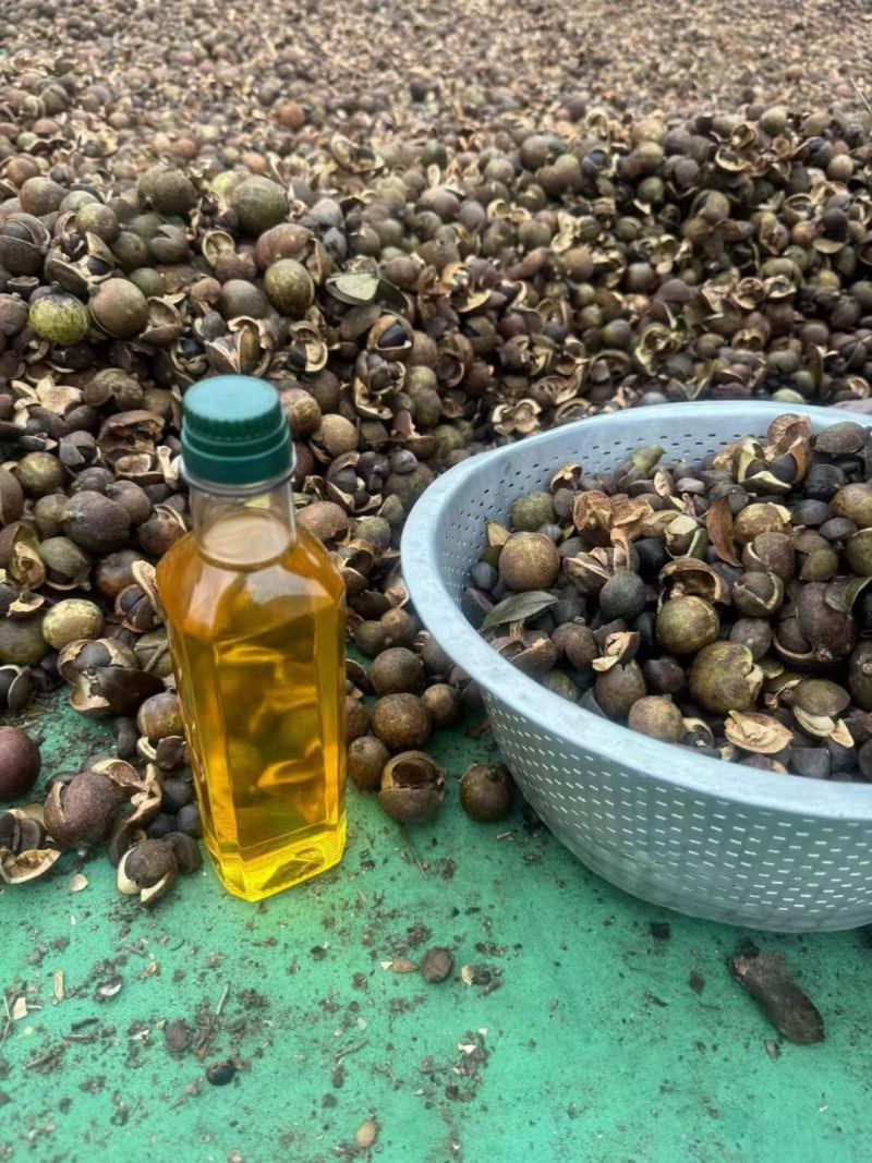 正宗高山茶油，假一赔十