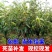 正宗农大一号板栗树苗特大果早熟高产板栗苗南方北方种植当年结果