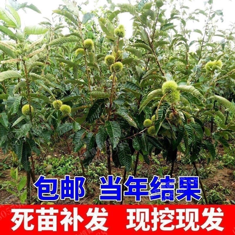 正宗农大一号板栗树苗特大果早熟高产板栗苗南方北方种植当年结果