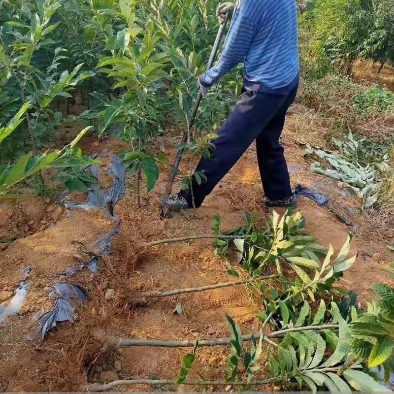 正宗农大一号板栗树苗特大果早熟高产板栗苗南方北方种植当年结果