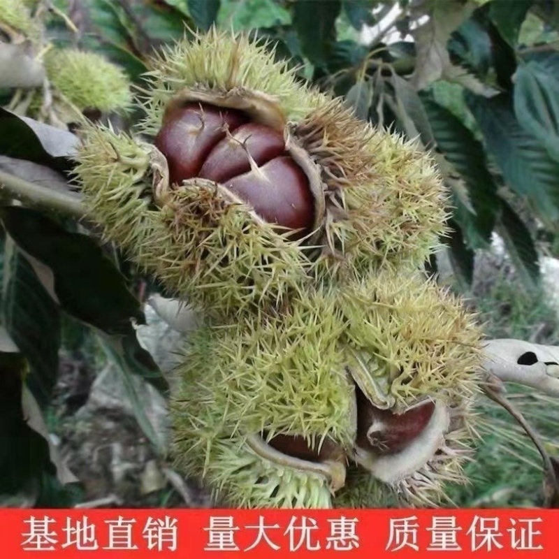 正宗农大一号板栗树苗特大果早熟高产板栗苗南方北方种植当年结果