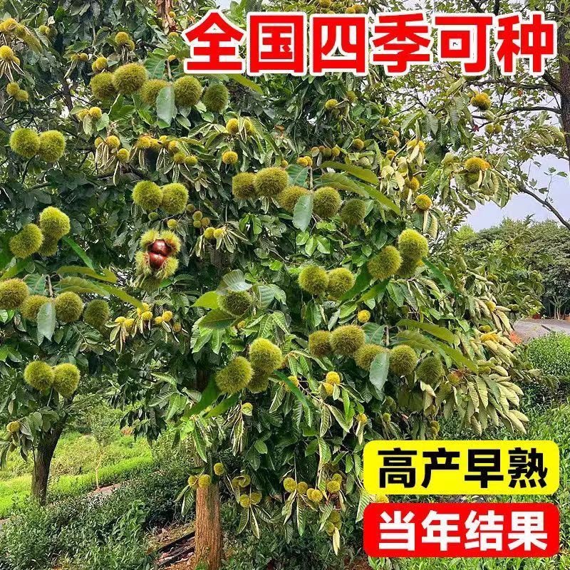 正宗农大一号板栗树苗特大果早熟高产板栗苗南方北方种植当年结果
