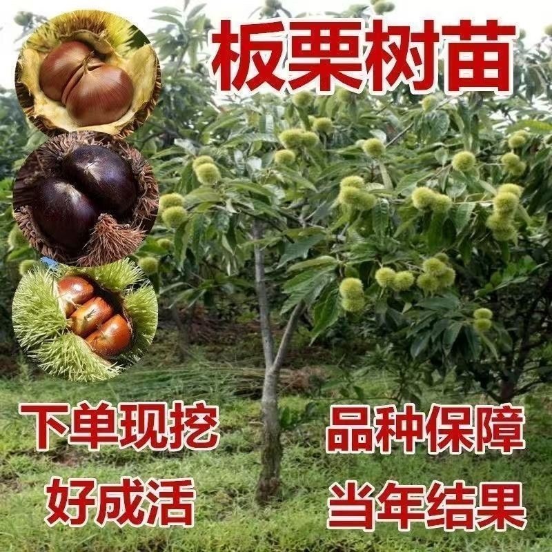 正宗农大一号板栗树苗特大果早熟高产板栗苗南方北方种植当年结果