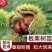 正宗农大一号板栗树苗特大果早熟高产板栗苗南方北方种植当年结果