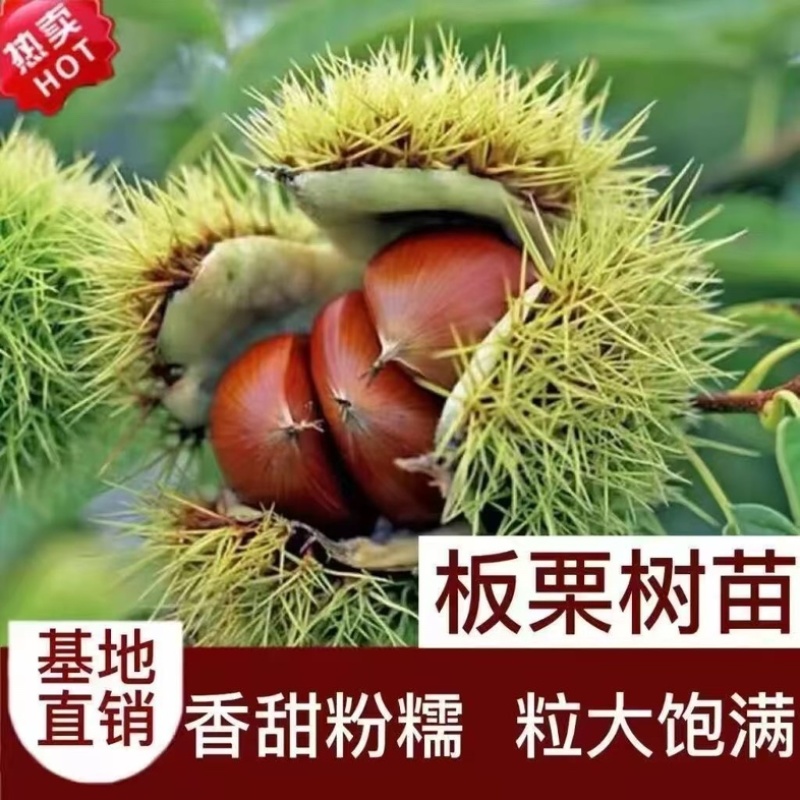 正宗农大一号板栗树苗特大果早熟高产板栗苗南方北方种植当年结果