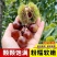 正宗农大一号板栗树苗特大果早熟高产板栗苗南方北方种植当年结果