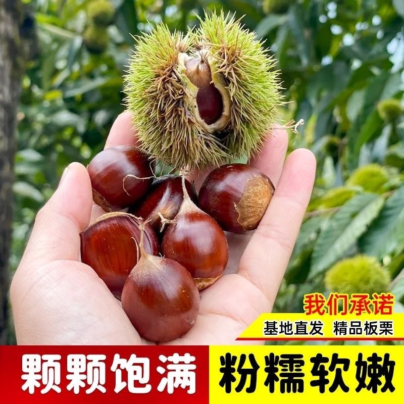 正宗农大一号板栗树苗特大果早熟高产板栗苗南方北方种植当年结果