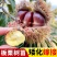 正宗农大一号板栗树苗特大果早熟高产板栗苗南方北方种植当年结果