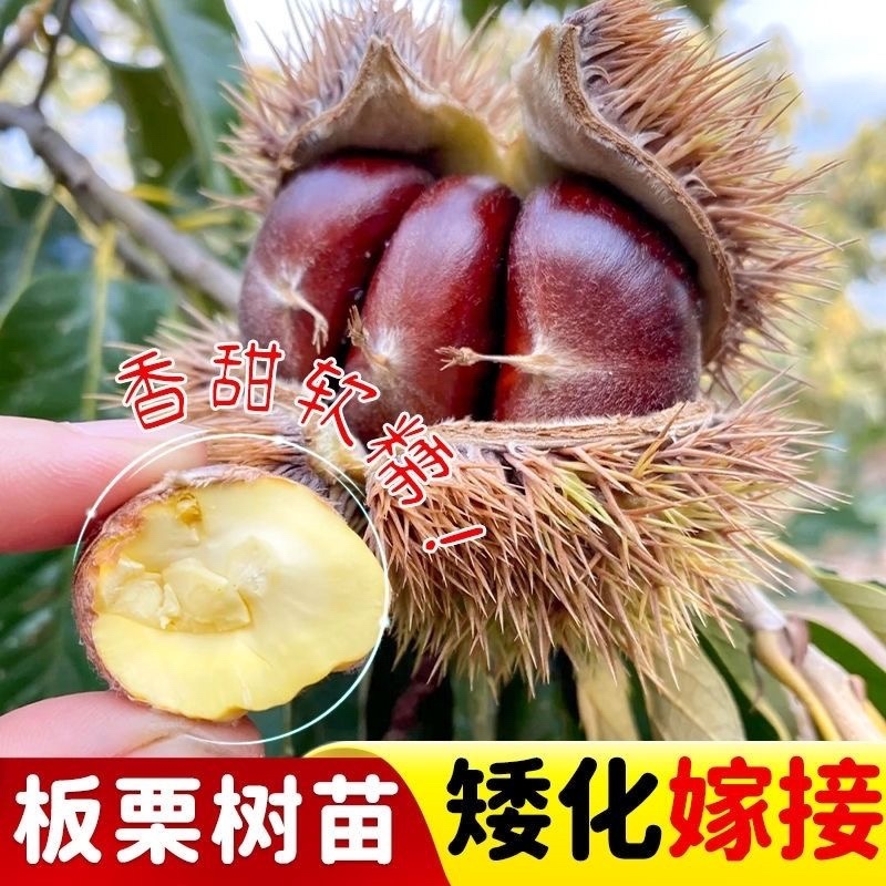 正宗农大一号板栗树苗特大果早熟高产板栗苗南方北方种植当年结果