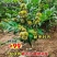正宗农大一号板栗树苗特大果早熟高产板栗苗南方北方种植当年结果