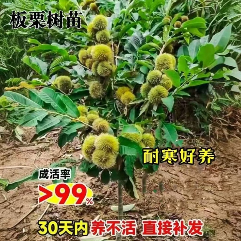 正宗农大一号板栗树苗特大果早熟高产板栗苗南方北方种植当年结果