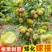 正宗农大一号板栗树苗特大果早熟高产板栗苗南方北方种植当年结果