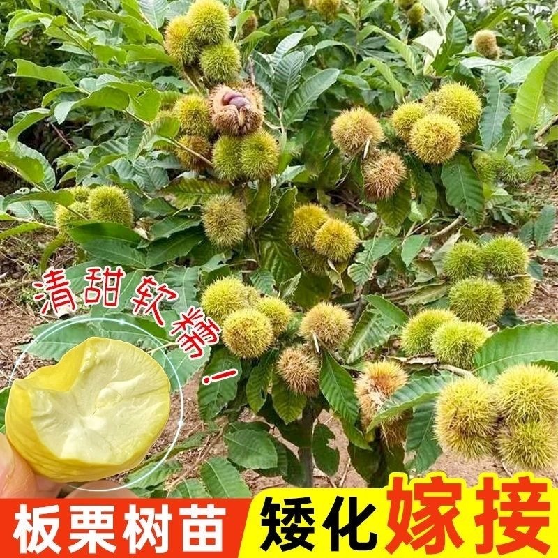正宗农大一号板栗树苗特大果早熟高产板栗苗南方北方种植当年结果