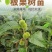 大红袍板栗树苗嫁接板栗树苗农大一号板栗树苗南北方种植当年结果