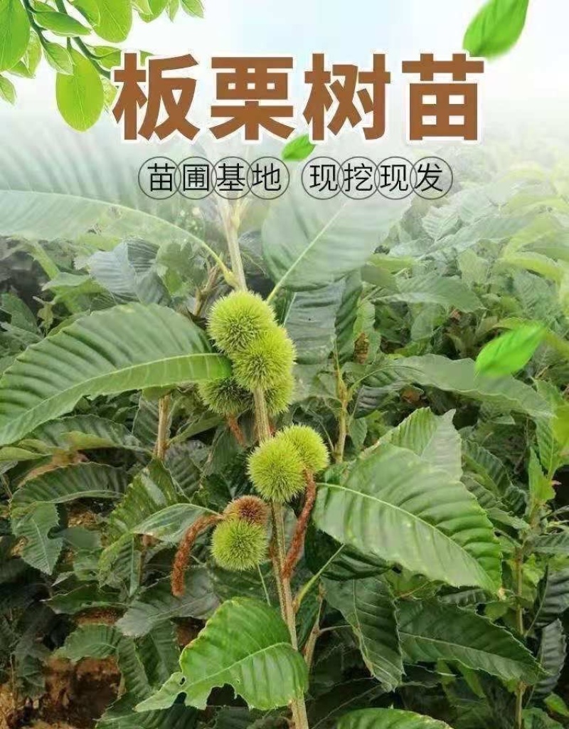 大红袍板栗树苗嫁接板栗树苗农大一号板栗树苗南北方种植当年结果