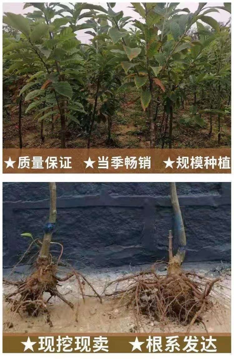 大红袍板栗树苗嫁接板栗树苗农大一号板栗树苗南北方种植当年结果