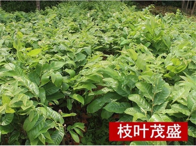 大红袍板栗树苗嫁接板栗树苗农大一号板栗树苗南北方种植当年结果
