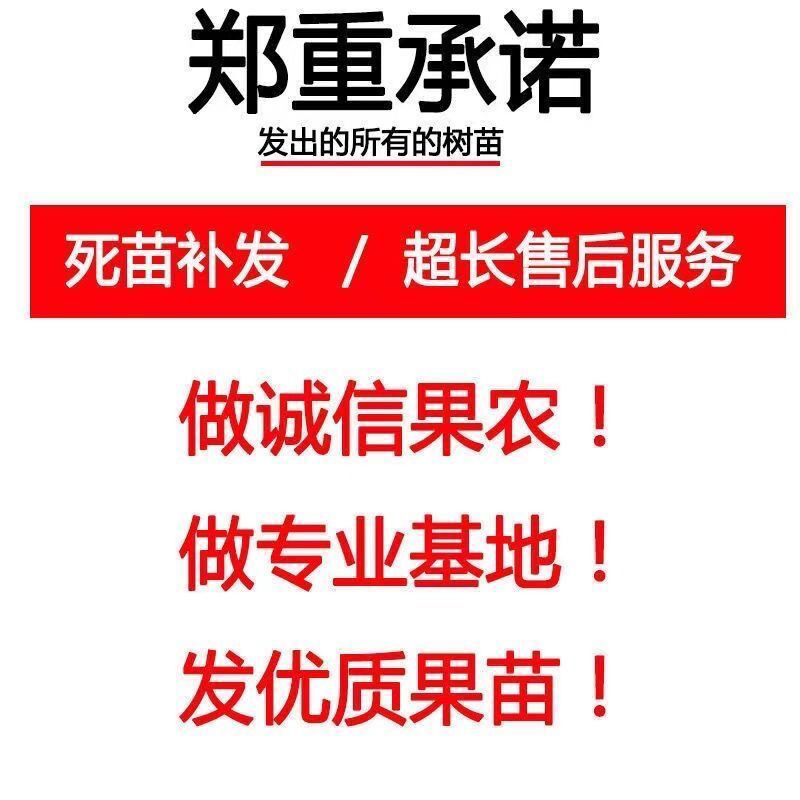 大红袍板栗树苗嫁接板栗树苗农大一号板栗树苗南北方种植当年结果