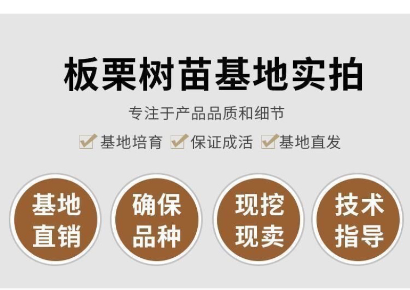 大红袍板栗树苗嫁接板栗树苗农大一号板栗树苗南北方种植当年结果