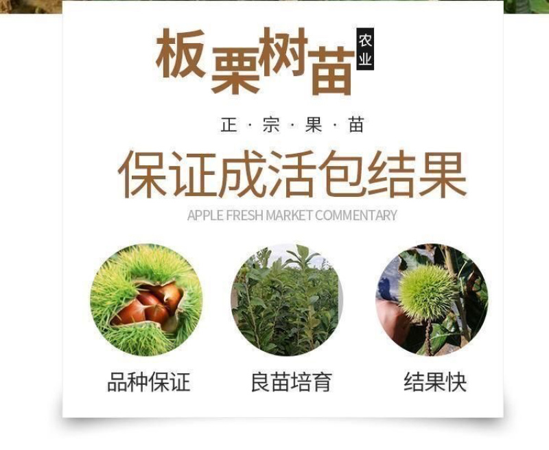 大红袍板栗树苗嫁接板栗树苗农大一号板栗树苗南北方种植当年结果
