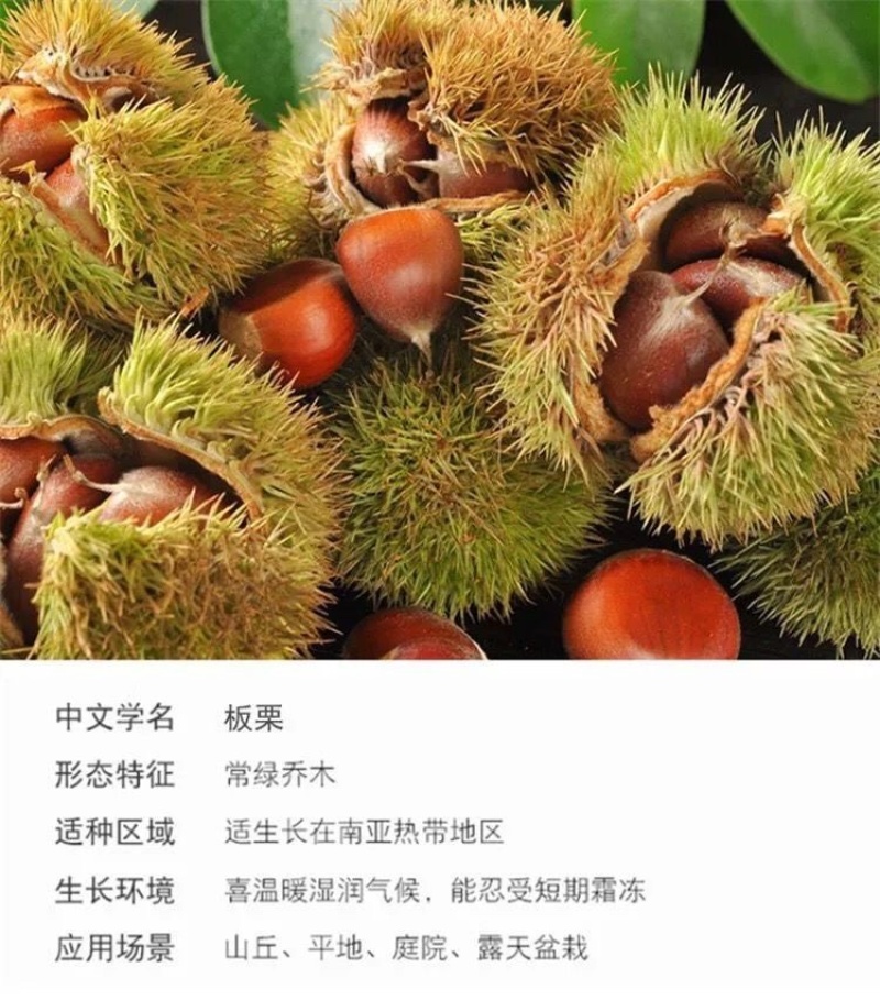 大红袍板栗树苗嫁接板栗树苗农大一号板栗树苗南北方种植当年结果