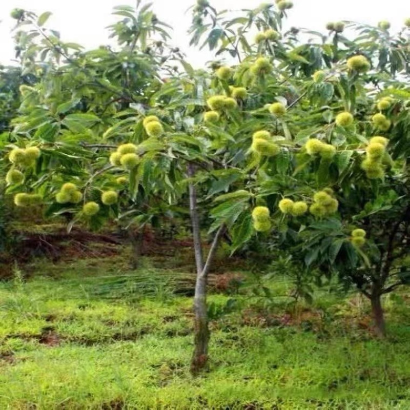 大果乌板栗树苗嫁接油栗树苗南北方盆栽地栽种植果特大苗当年结果