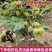 大果乌板栗树苗嫁接油栗树苗南北方盆栽地栽种植果特大苗当年结果