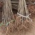 大果乌板栗树苗嫁接油栗树苗南北方盆栽地栽种植果特大苗当年结果