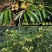 大果乌板栗树苗嫁接油栗树苗南北方盆栽地栽种植果特大苗当年结果