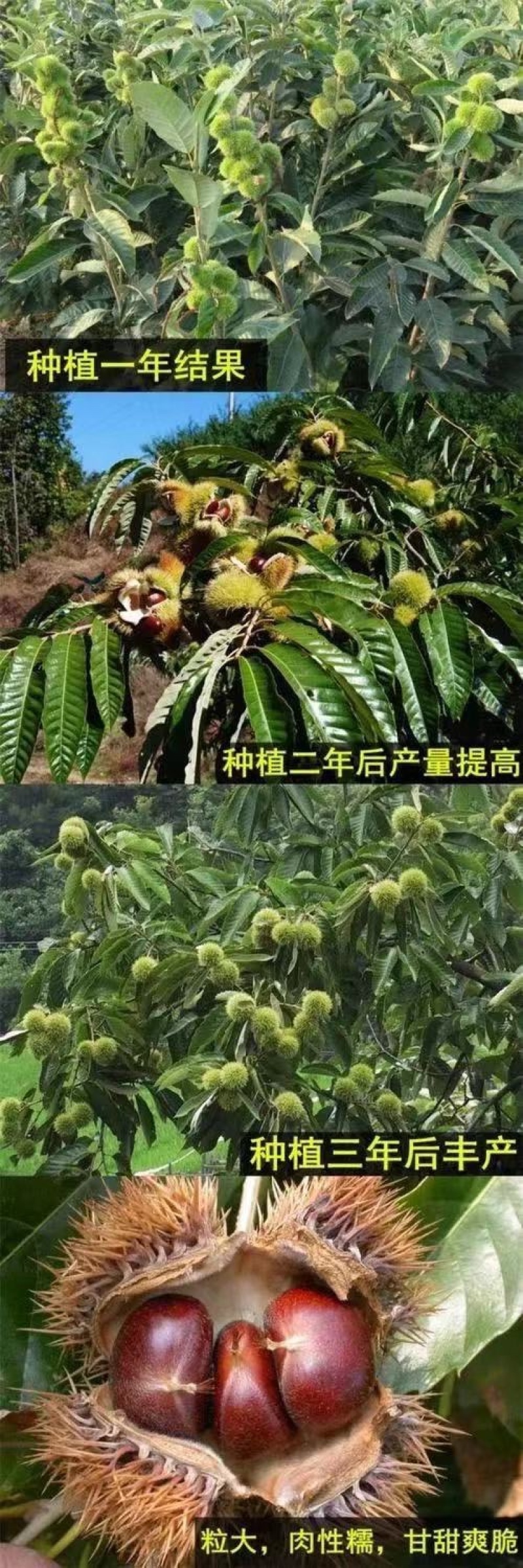 大果乌板栗树苗嫁接油栗树苗南北方盆栽地栽种植果特大苗当年结果