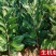 大果乌板栗树苗嫁接油栗树苗南北方盆栽地栽种植果特大苗当年结果