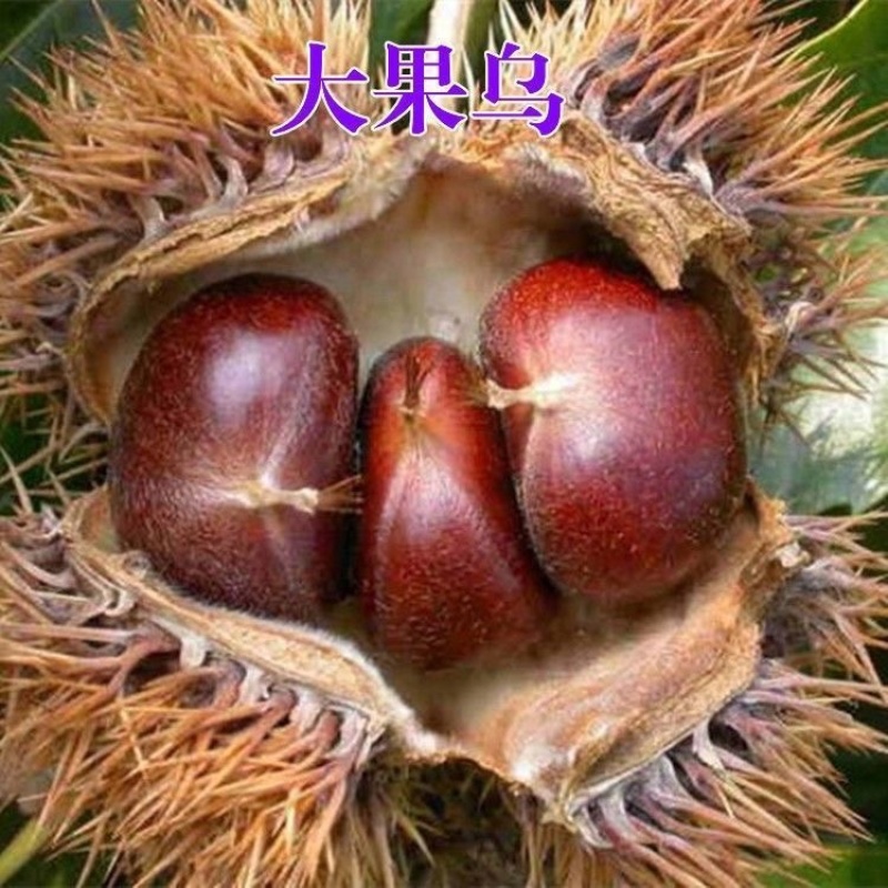 大果乌板栗树苗嫁接油栗树苗南北方盆栽地栽种植果特大苗当年结果