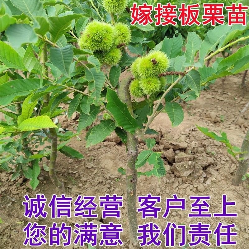 大果乌板栗树苗嫁接油栗树苗南北方盆栽地栽种植果特大苗当年结果