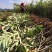 大果乌板栗树苗嫁接油栗树苗南北方盆栽地栽种植果特大苗当年结果