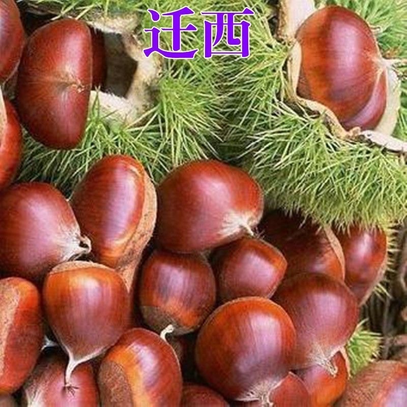 新品种迁西板栗树苗嫁接板栗树苗当年结果早熟晚熟特大南北方种植