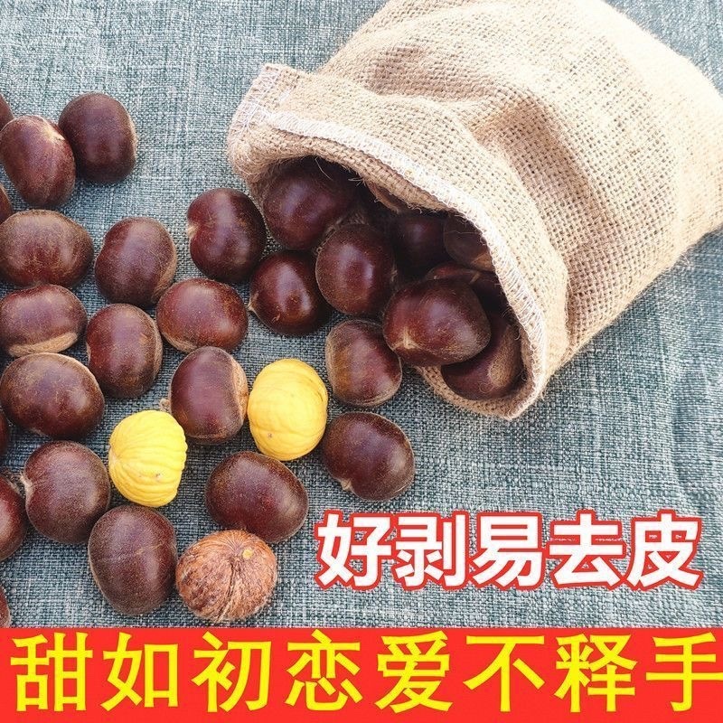 新品种迁西板栗树苗嫁接板栗树苗当年结果早熟晚熟特大南北方种植