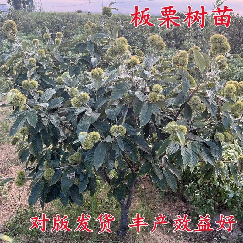 新品种迁西板栗树苗嫁接板栗树苗当年结果早熟晚熟特大南北方种植
