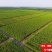 八月红板栗大红袍板栗树苗嫁接板栗树苗南方北方种植当年结果
