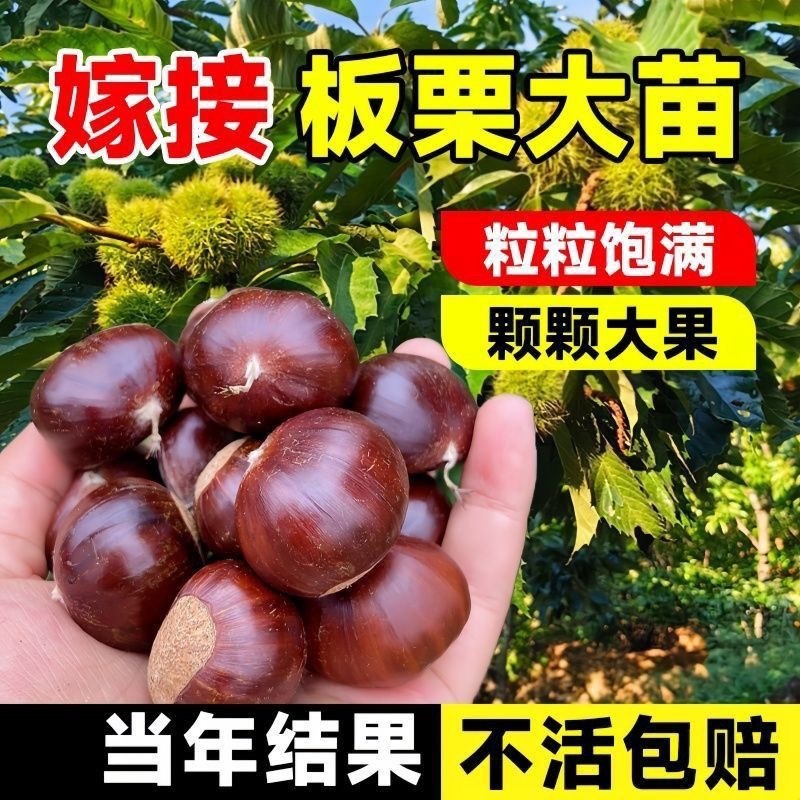 八月红板栗大红袍板栗树苗嫁接板栗树苗南方北方种植当年结果