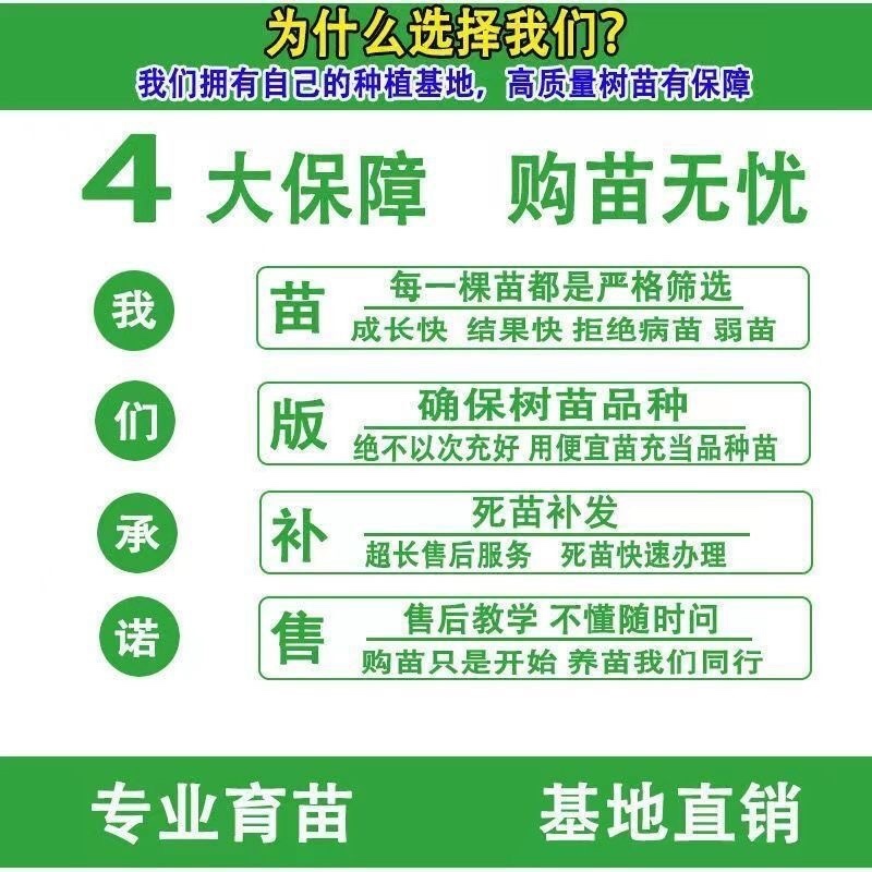 八月红板栗大红袍板栗树苗嫁接板栗树苗南方北方种植当年结果