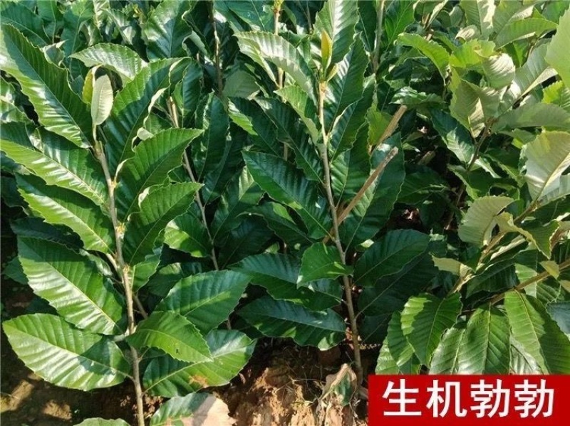 八月红板栗大红袍板栗树苗嫁接板栗树苗南方北方种植当年结果