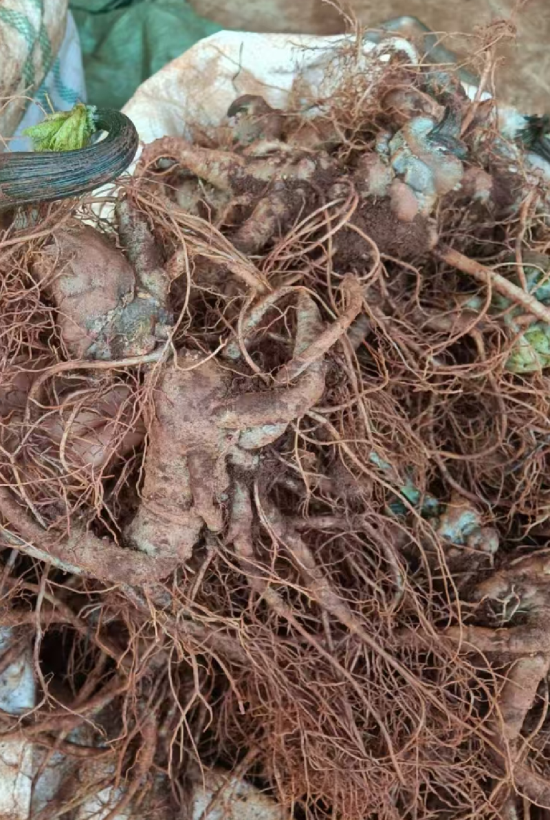鲜货文山三七实物拍摄泡酒料的优质材料有需要老板心动就行动